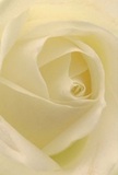 This close-up portrait sweeps you deep into the gentle spirals of a cream-white rose, as if you've nestled within its folds beneath the early light that sweeps across Becontree Heath. Each petal unfurls with a feather-light touch, its soft, velvety texture conjuring images of dew-kissed mornings and quiet promise. Shadows linger delicately between ivory layers, giving a hushed sense of depth-inviting the imagination to wander, much like an unhurried walk along the local greenways. The serene glow of the petals imparts an atmosphere of peace and reverence, the kind that often accompanies personal tributes or heartfelt sympathies shared in this close-knit community. Through the lens, you sense not just the flower's tender beauty but the care woven into every arrangement crafted by experienced local florists. Its fragrance seems to hover just out of reach-pure, gentle, and comforting, much like the reassuring presence of supportive neighbours. As a symbol, this rose speaks quietly yet eloquently of admiration, new beginnings, or the healing comfort of a loving gesture, embodying the artistry and thoughtful intent that set floral tributes in Becontree Heath apart.